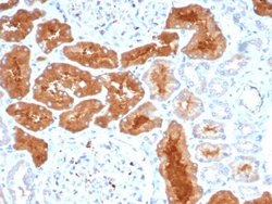 Daxx Antibody (PCRP-DAXX-8C2) - Azide and BSA Free, Novus Biologicals 100